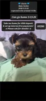 Calvin, a male Yorkshire Terrier for sale in Tucson, AZ – 1 of 1