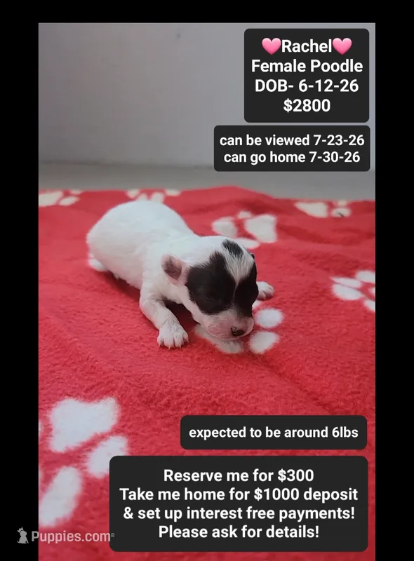 Rachel – Poodle - Toy  puppy for sale in Tucson, AZ