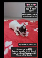 Rachel, a female Poodle - Toy  for sale in Tucson, AZ – 1 of 3