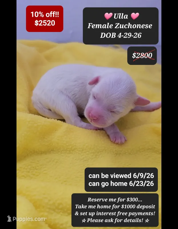 Ulla – Havanese, Shichon puppy for sale in Tucson, AZ