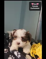 Una, a female Havanese and Shichon for sale in Tucson, AZ – 3 of 3
