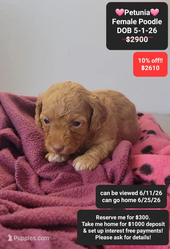 Petunia – Poodle - Toy  puppy for sale in Tucson, AZ