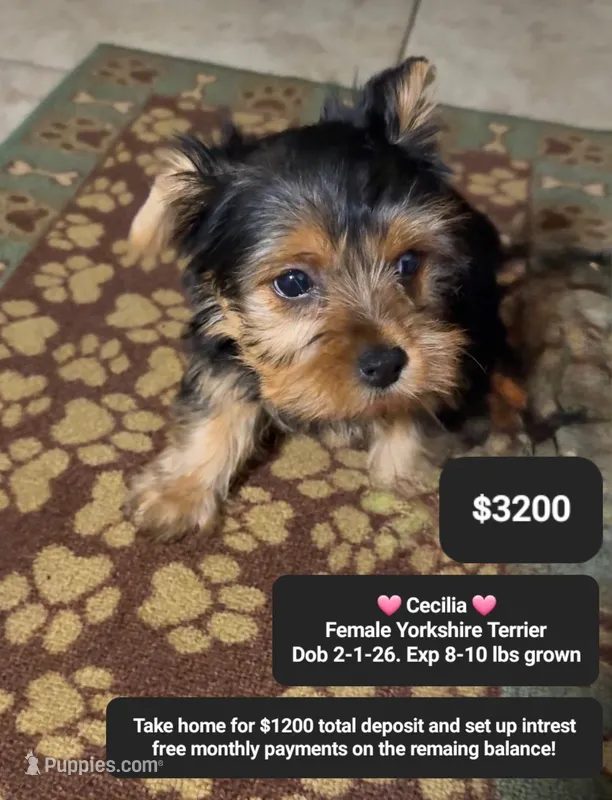Cecilia – Yorkshire Terrier puppy for sale in Tucson, AZ