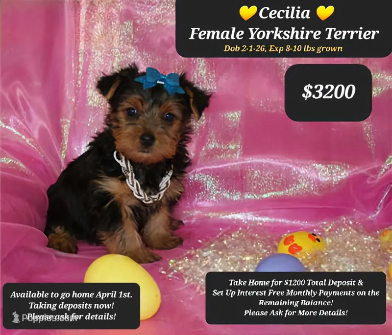 Cecilia – Yorkshire Terrier puppy for sale in Tucson, AZ