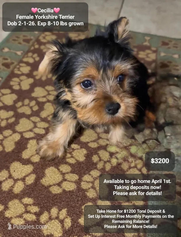 Cecilia – Yorkshire Terrier puppy for sale in Tucson, AZ