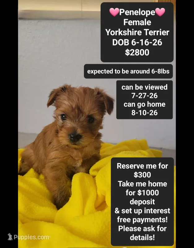 Penelope*$1000 take home – Yorkshire Terrier puppy for sale in Tucson, AZ