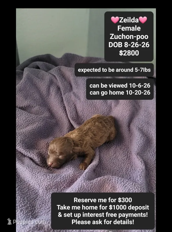 Zeilda*1000 take home – Poodle - Toy , Shichon puppy for sale in Tucson, AZ