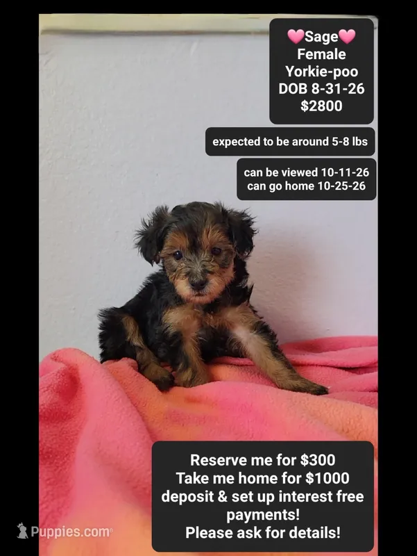 Sage*1000 take home – Yorkshire Terrier, Poodle - Toy  puppy for sale in Tucson, AZ