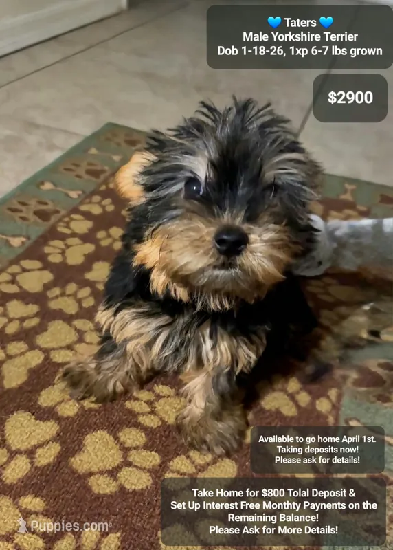 Taters – Yorkshire Terrier puppy for sale in Tucson, AZ