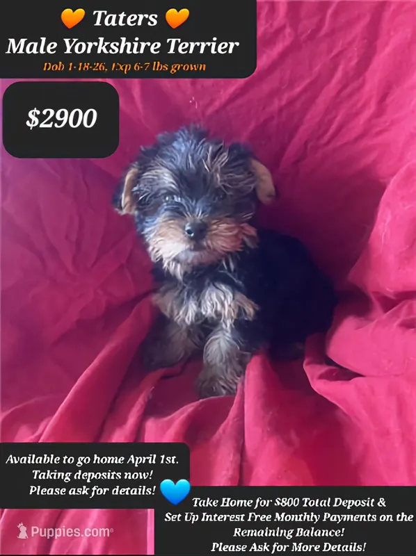 Taters – Yorkshire Terrier puppy for sale in Tucson, AZ