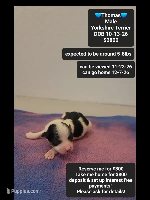 Thomas – Yorkshire Terrier puppy for sale in Tucson, AZ