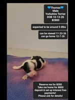 Thomas, a male Yorkshire Terrier for sale in Tucson, AZ – 1 of 3