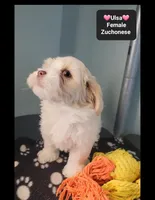 Ulsa, a female Havanese and Shichon for sale in Tucson, AZ – 2 of 2