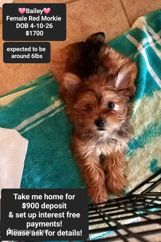 Bailey – Morkie puppy for sale in Tucson, AZ