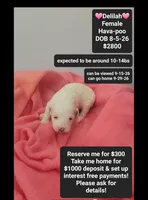 Delilah*1000 take home, a female Havanese and Poodle - Toy  for sale in Tucson, AZ – 1 of 3