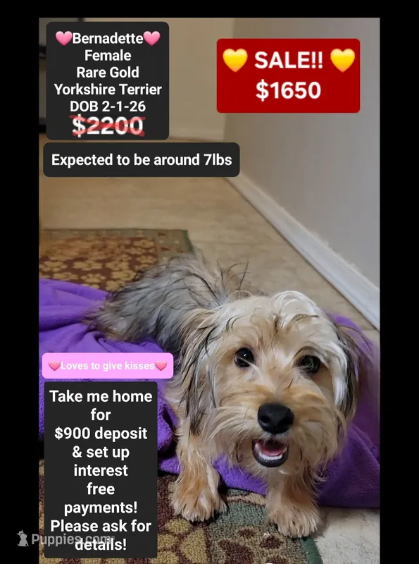 Bernadette*900 take home – Yorkshire Terrier puppy for sale in Tucson, AZ