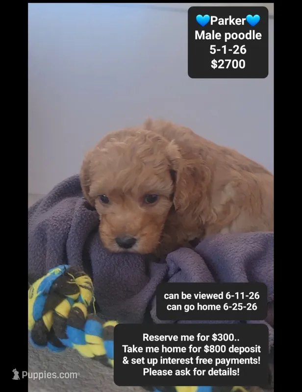 Parker – Poodle - Toy  puppy for sale in Tucson, AZ