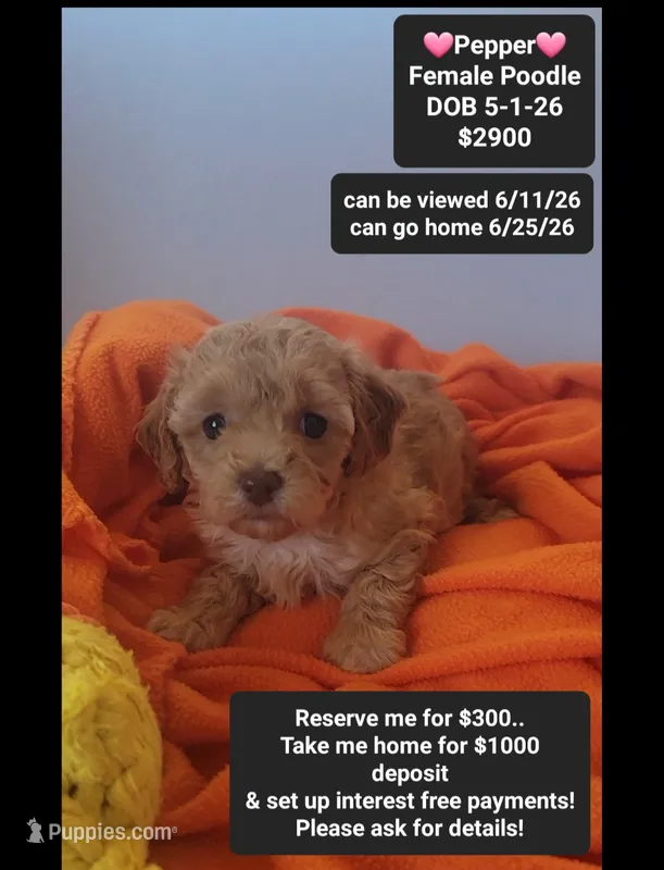 Pepper – Poodle - Toy  puppy for sale in Tucson, AZ