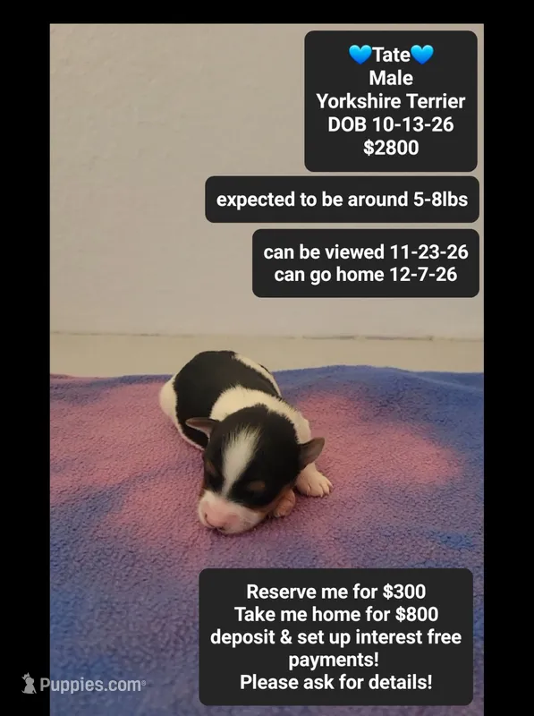 Tate – Yorkshire Terrier puppy for sale in Tucson, AZ