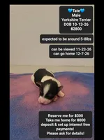 Tate, a male Yorkshire Terrier for sale in Tucson, AZ – 1 of 3