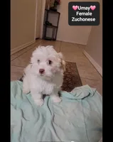 Umay*900 take home, a female Havanese and Shichon for sale in Tucson, AZ – 3 of 3