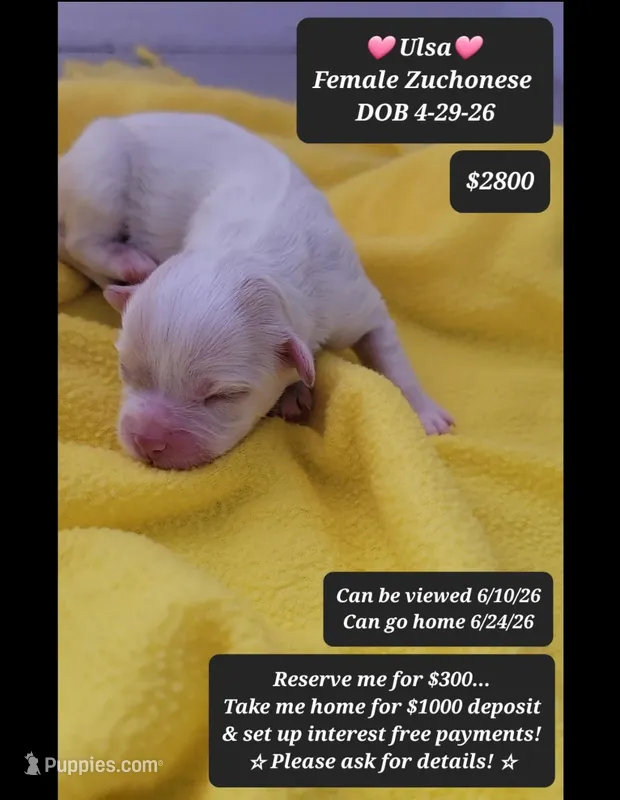 Ulsa – Havanese, Shichon puppy for sale in Tucson, AZ