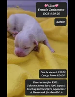 Ulsa, a female Havanese and Shichon for sale in Tucson, AZ – 1 of 1