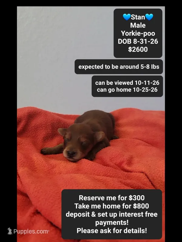 Stan*800 take home – Yorkshire Terrier, Poodle - Toy  puppy for sale in Tucson, AZ