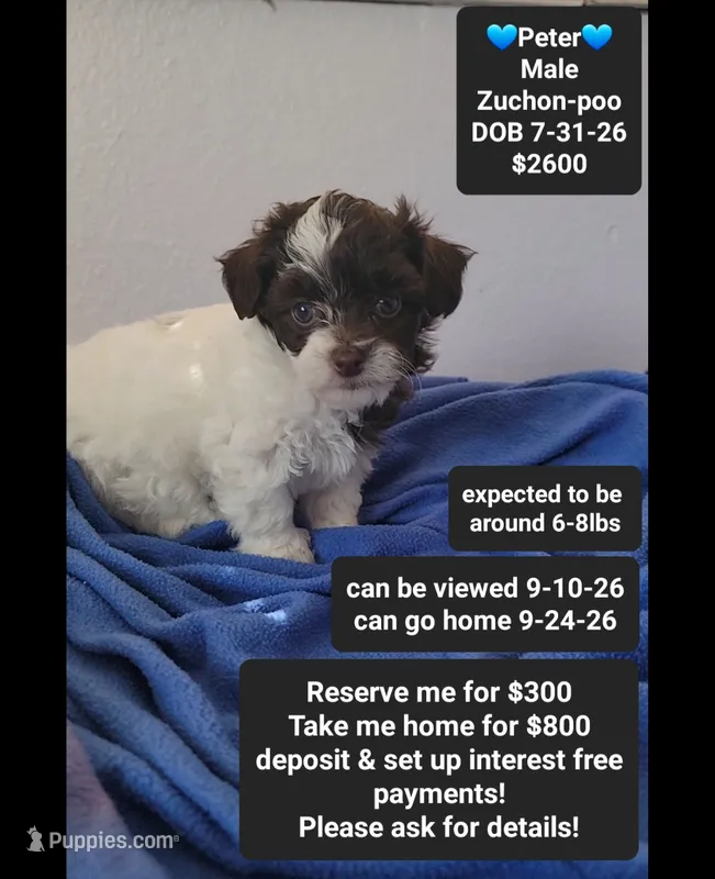 Peter*800 take home – Poodle - Toy , Shichon puppy for sale in Tucson, AZ