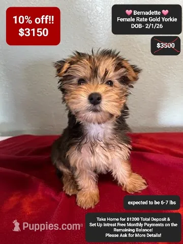 Bernadette – Yorkshire Terrier puppy for sale in Tucson, AZ