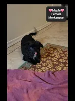 Maple*$800 take home, a female Havanese and Morkie for sale in Tucson, AZ – 2 of 3