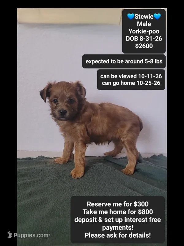 Stewie*800 take home – Yorkshire Terrier, Poodle - Toy  puppy for sale in Tucson, AZ