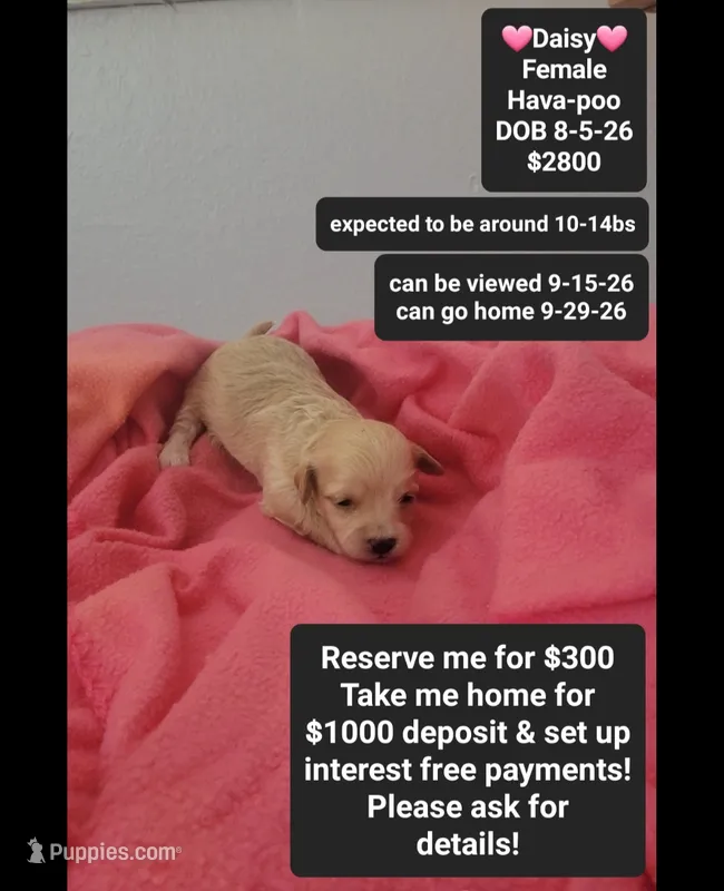 Daisy – Havanese, Poodle - Toy  puppy for sale in Tucson, AZ