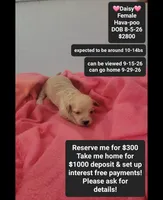 Daisy*1000 take home, a female Havanese and Poodle - Toy  for sale in Tucson, AZ – 1 of 3