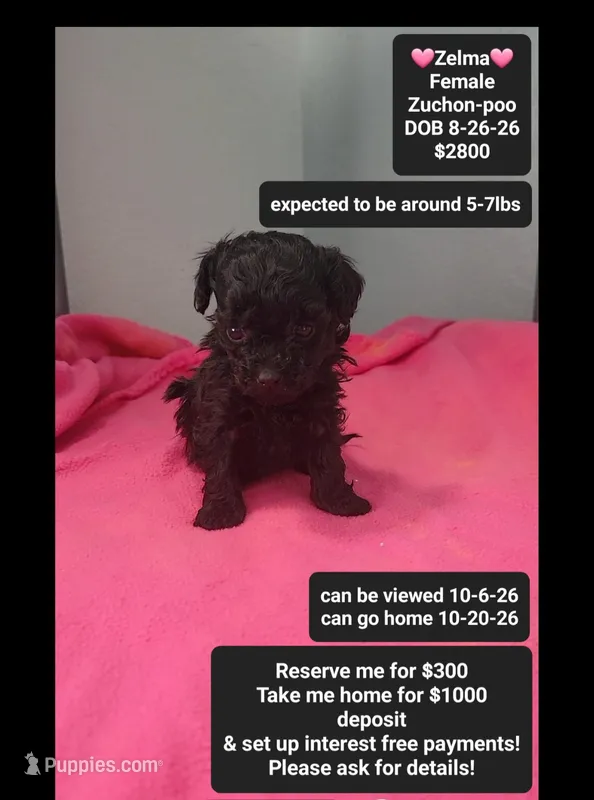 Zelma*1000 take home – Poodle - Toy , Shichon puppy for sale in Tucson, AZ