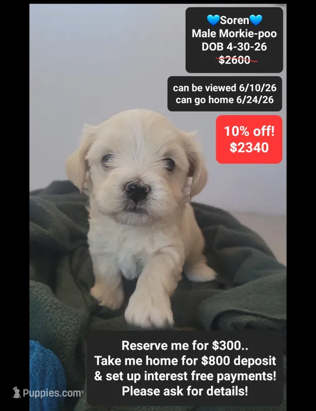 Soren – Poodle - Toy , Morkie puppy for sale in Tucson, AZ