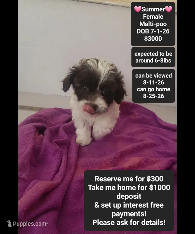 Summer*1000 take home – Maltipoo puppy for sale in Tucson, AZ