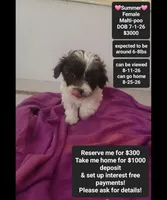 Summer*1000 take home, a female Maltipoo for sale in Tucson, AZ – 1 of 3