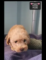 Pepper, a female Poodle - Toy  for sale in Tucson, AZ – 3 of 3