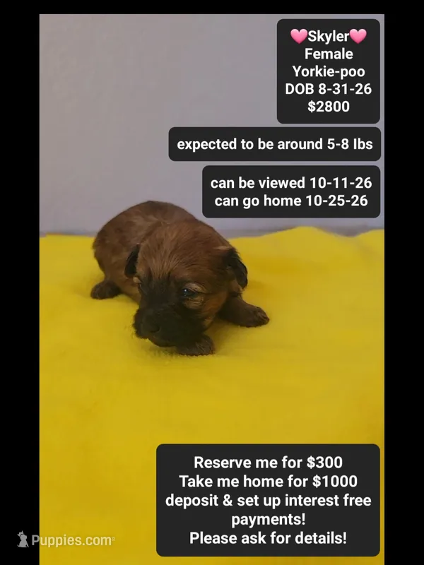Skyler*1000 take home – Yorkshire Terrier, Poodle - Toy  puppy for sale in Tucson, AZ