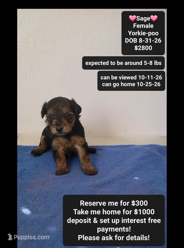 Sage*1000 take home – Yorkshire Terrier, Poodle - Toy  puppy for sale in Tucson, AZ