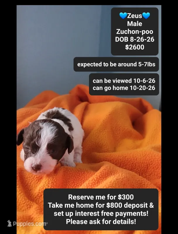 Zeus*800 take home – Poodle - Toy , Shichon puppy for sale in Tucson, AZ
