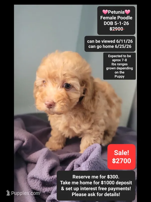 Petunia – Poodle - Toy  puppy for sale in Tucson, AZ