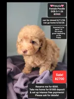 Petunia, a female Poodle - Toy  for sale in Tucson, AZ – 1 of 3
