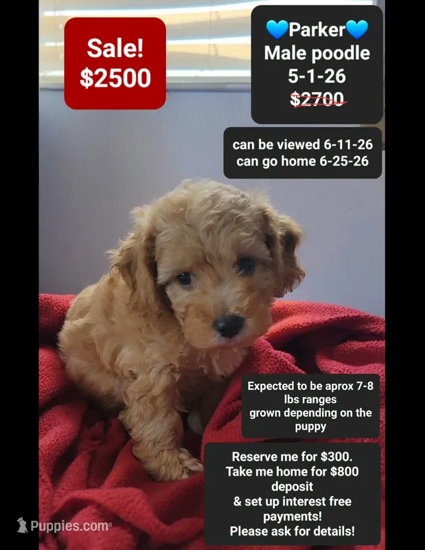 Parker – Poodle - Toy  puppy for sale in Tucson, AZ