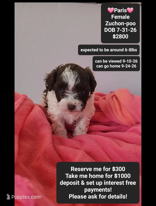 Paris*1000 take home – Poodle - Toy , Shichon puppy for sale in Tucson, AZ