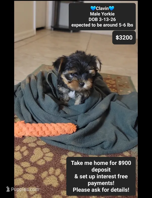 Calvin – Yorkshire Terrier puppy for sale in Tucson, AZ