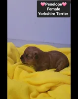 Penelope*$1000 take home, a female Yorkshire Terrier for sale in Tucson, AZ – 2 of 3