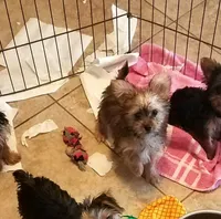 Bailey, a female Morkie for sale in Tucson, AZ – 2 of 2