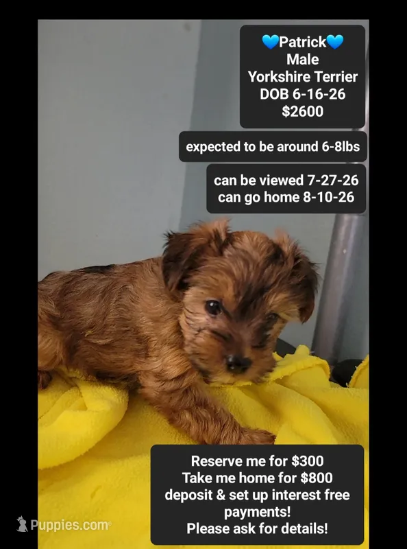 patrick*$800 take home – Yorkshire Terrier puppy for sale in Tucson, AZ